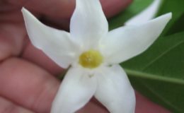 Wrightia-dubiawhite-flower-30