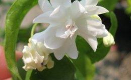 Wrightia-religiosa-double-flower-24