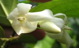 Wrightia-sp-cream-flower-26