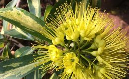 Xanthostemon-chrysanthus-variegated-yellow-flower