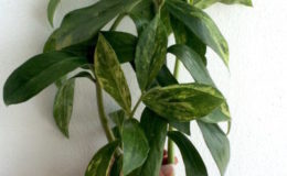 Zamioculcas-zamifolia-lemon-variegated-long-leaf-