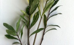 Zamioculcas-zamifolia-white-variegated-long-leaf