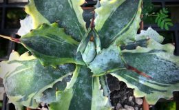 agave verschaffeltii marginata – пример взрослого растения