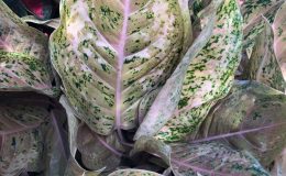 aglaonema Frosted Miracle 40