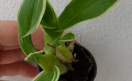 gramatophyllum-variegata-20