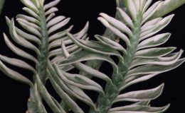 pedilanthus-sp-white-variegated-dwarf-form-