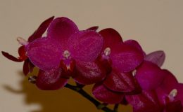 phalaenopsis-sogo-sophia-variegated-50