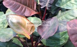 philodendron-Black-Cardinal-Top-Red-