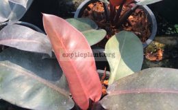 philodendron-Black-Cardinal-Top-Red-1