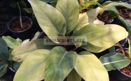 philodendron-Congo-Red-Yellow-Mutation-