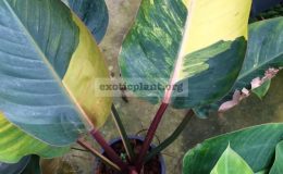 philodendron-Congo-Red-Yellow-variegated