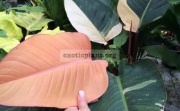 philodendron-Congo-Red-variegated-