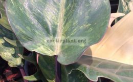 philodendron-Congo-Red-variegated-mutation