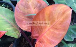 philodendron-Dang-Ampon