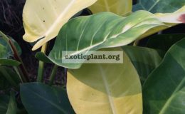 philodendron-Moonlight-long-leave-clone-1