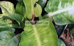 philodendron-Moonlight-variegated