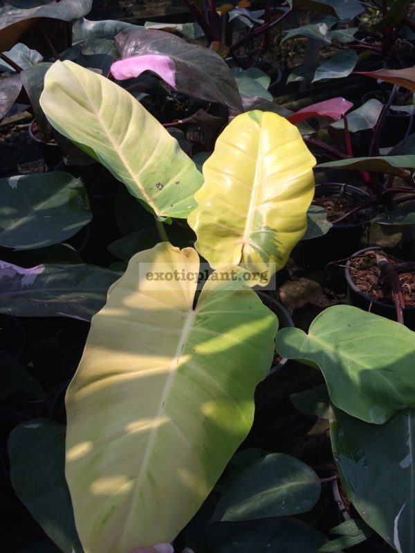 philodendron-Pin-Thong-