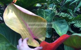 philodendron-Sunlight-variegated-from-Chang-Mai-