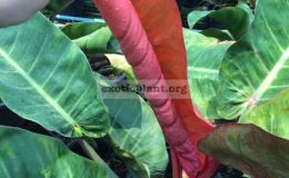 philodendron-Top-Red-