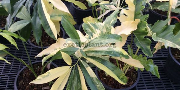 philodendron-goeldii-variegated-philodendron-williamsii-variegated