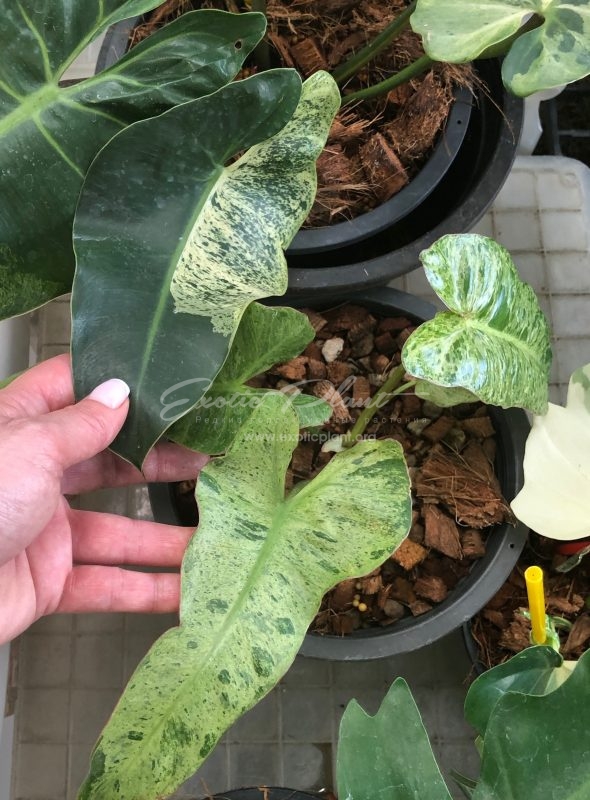 philodendron ilsemanii variegated and philodendron ilsemanii hybrid variegated