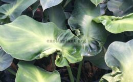 philodendron-rugosum
