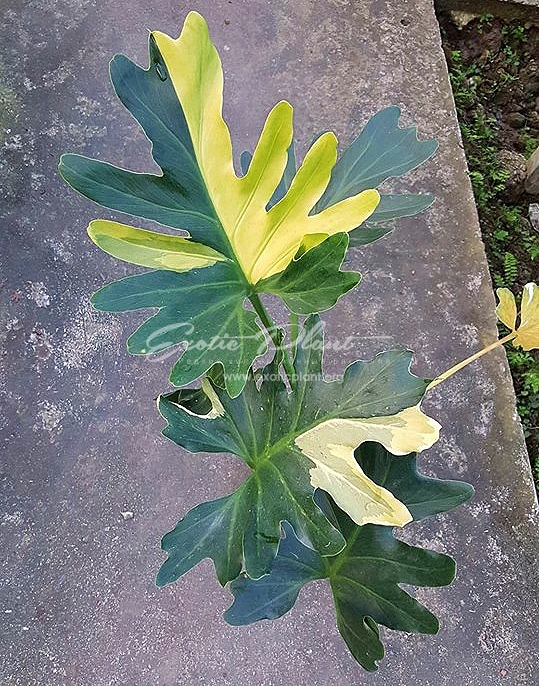 philodendron selloum #2 (se2) variegated 450