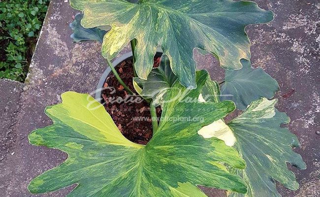 philodendron selloum #2 (se2) variegated 450