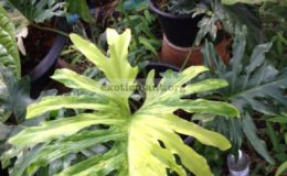 philodendron-selloum-variegated