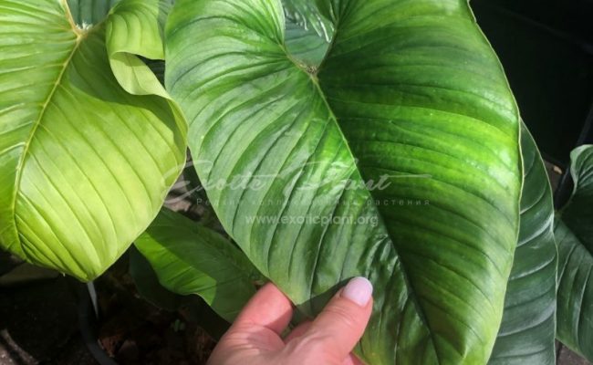 philodendron serpens
