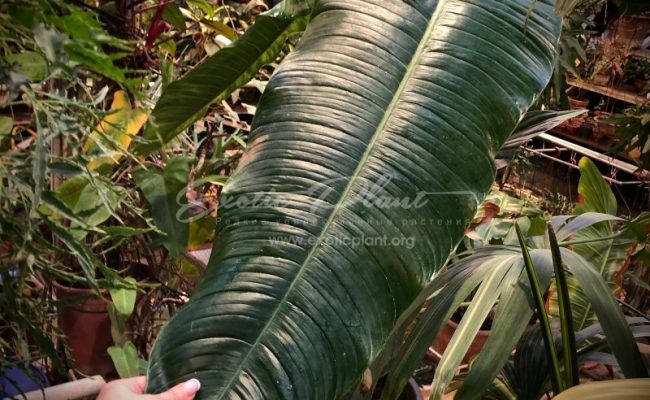 philodendron tenue long leaf