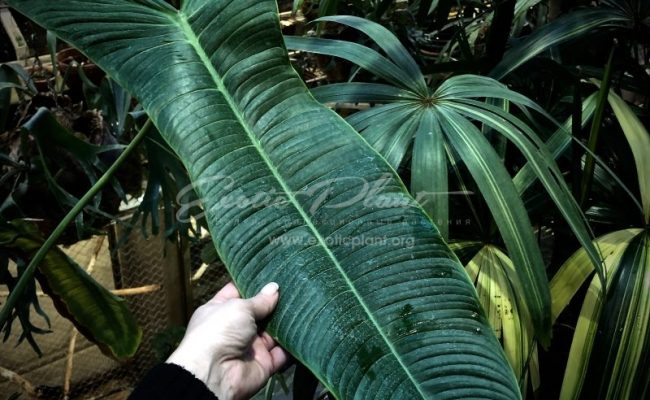 philodendron tenue long leaf