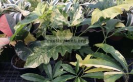 philodendron-williamsii-variegated