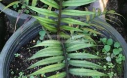 pinanga-salicifolia-65
