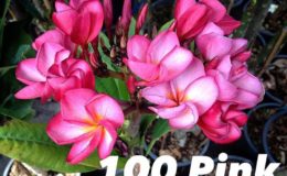 plumeria-100-pink-20
