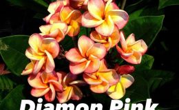 plumeria-diamond-pink-20