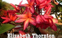 plumeria-elizabeth-thornton-50