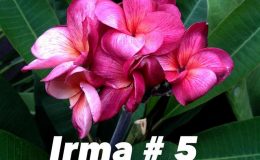 plumeria-irma5-30