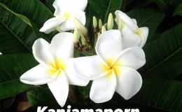 plumeria-kanjamaporn-18