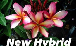 plumeria-new-hybrid-multicolor-28