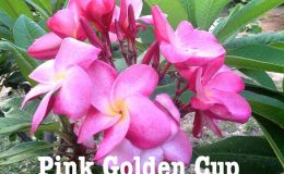 plumeria-pink-golden-cup-20