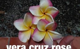 plumeria-vera-cruz-rose-50