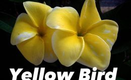 plumeria-yellow-bird-35