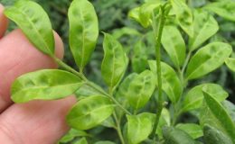 raya-paniculata-Dwarf-wavy-long-leaf-