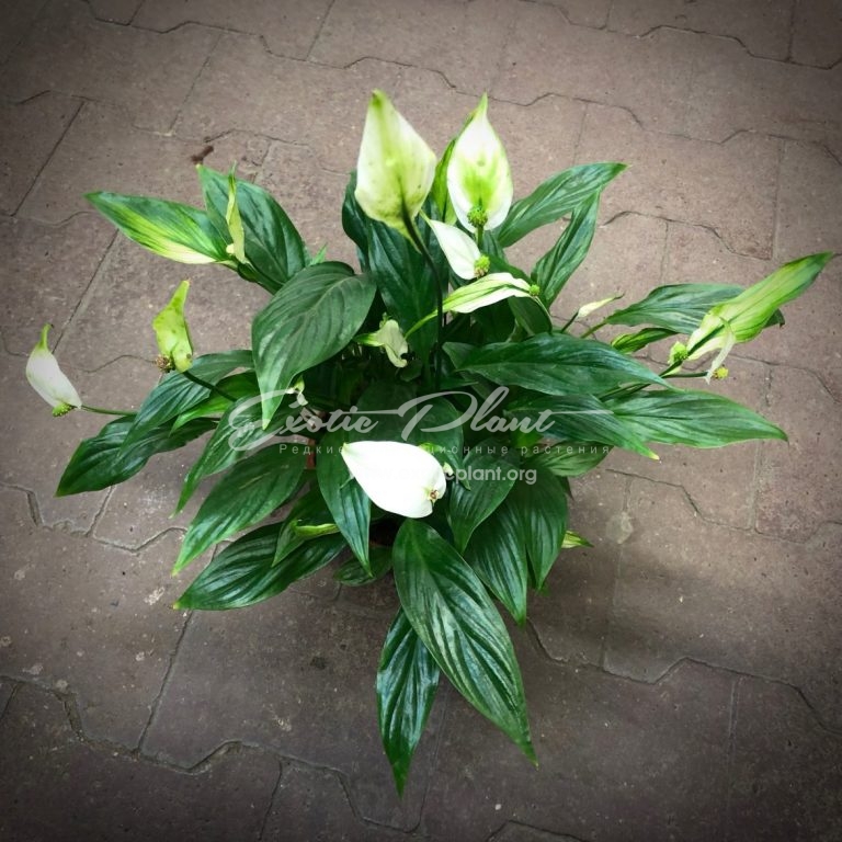 spathiphyllum chopin | EXOTIC PLANT Редкие коллекционные растения