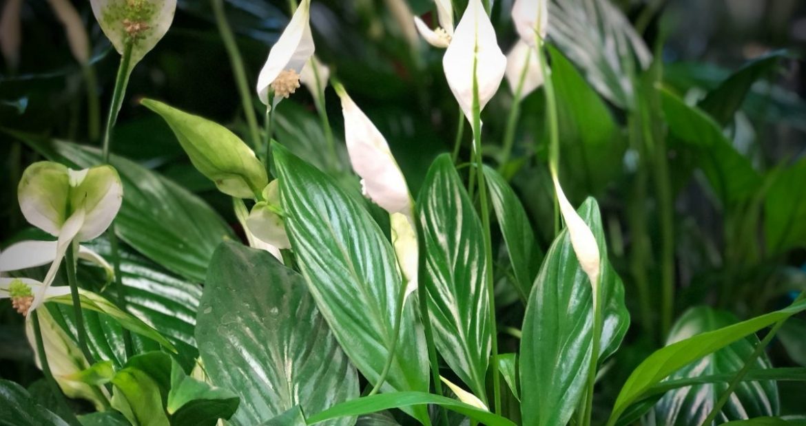 ФЕВРАЛЬ – Растение месяца – Спатифиллум