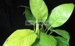 spatiphyllum-Lemon-Glow-30-1-1