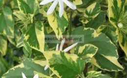 Копия-Jasminum-multiflorum-white-margin-leaf1