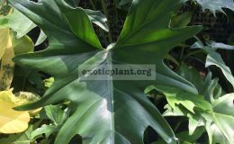 Рhilodendron-x-evansii-hybrid3-20-взрослый-лист