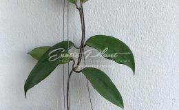 56 Hoya cinnamomifolia 38